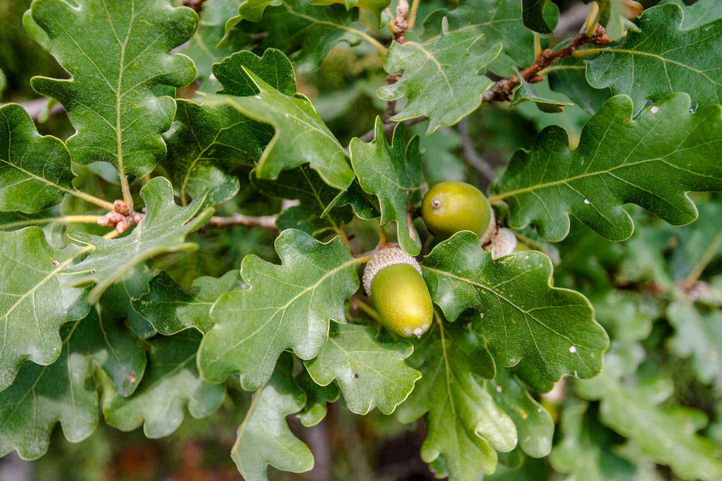 Quercus robur Fk Linköping E, Utr 150-200 Co