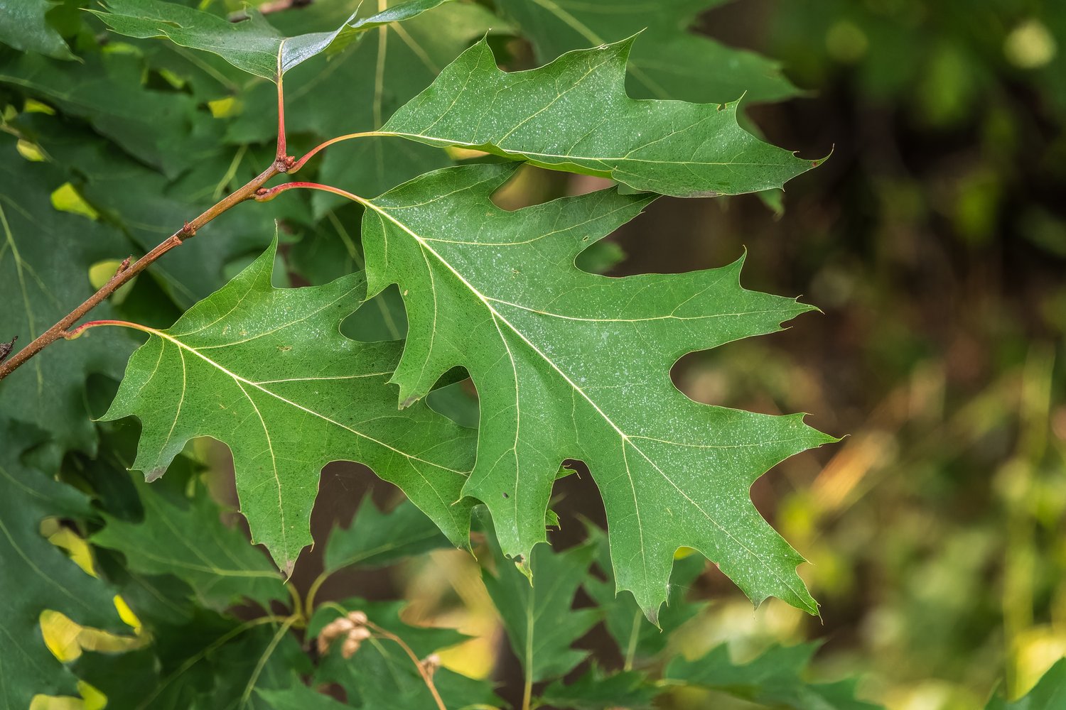 Quercus rubra E, Utr 150-200 Co