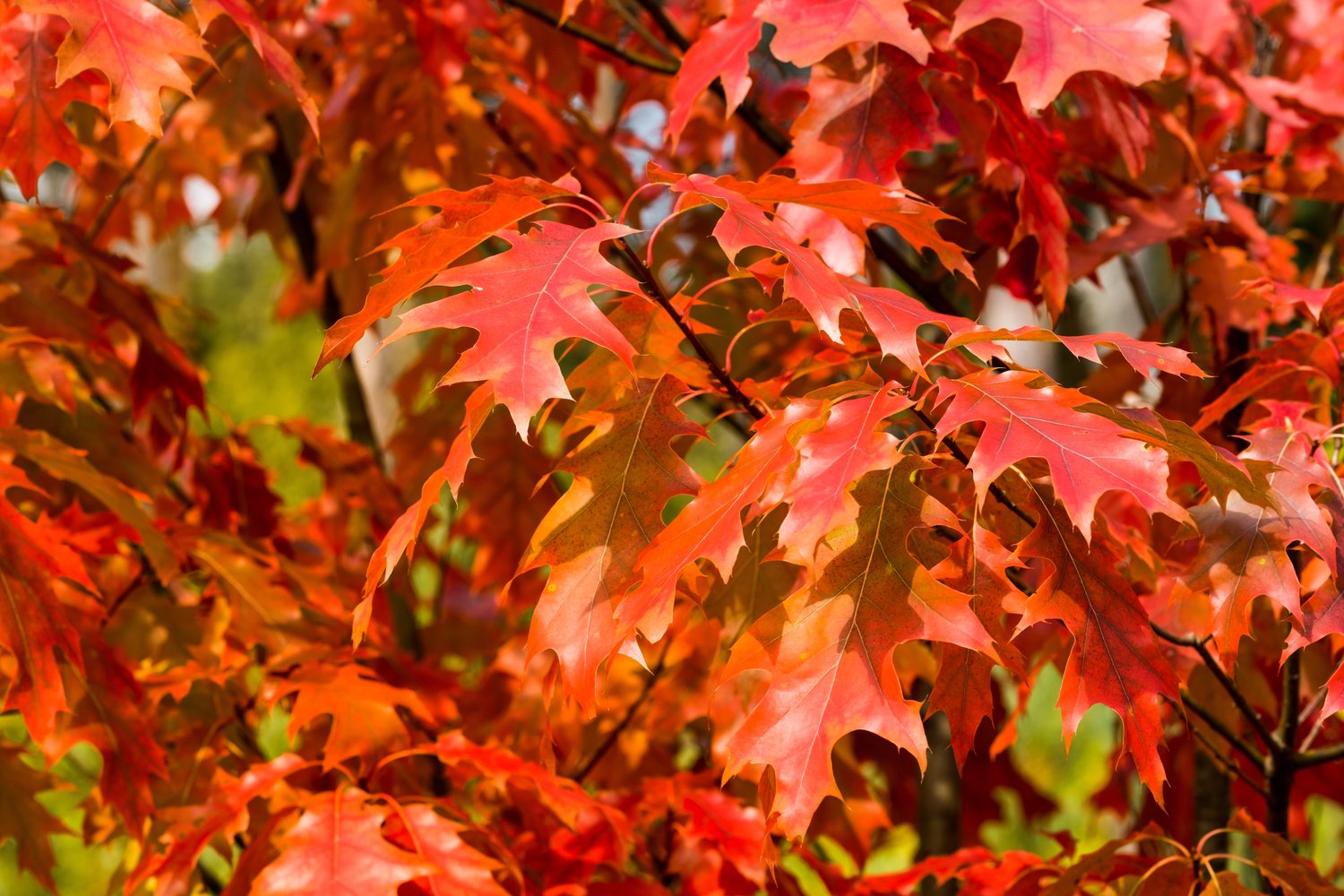 Quercus rubra E, Utr 150-200 Co