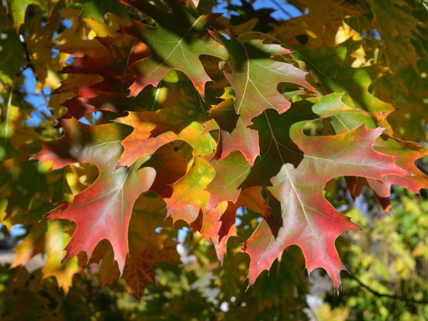 Quercus rubra E, Utr 150-200 Co