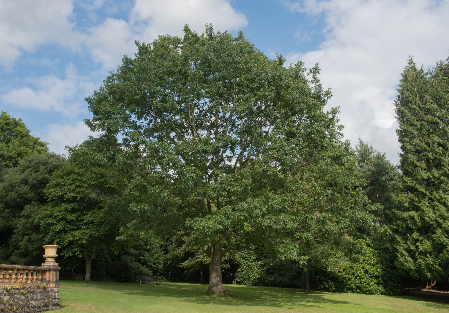Quercus rubra E, Utr 150-200 Co