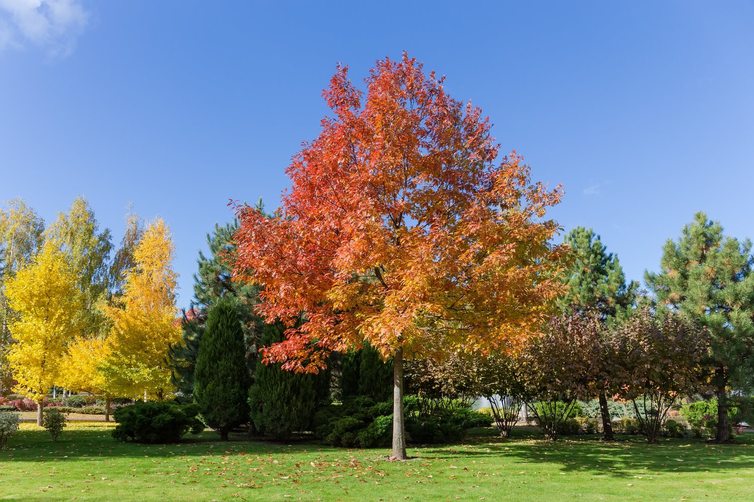 Quercus rubra E, Utr 150-200 Co