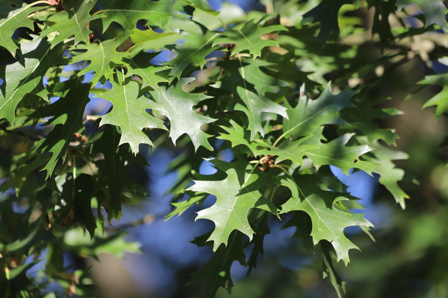 Quercus rubra E, Utr 150-200 Co
