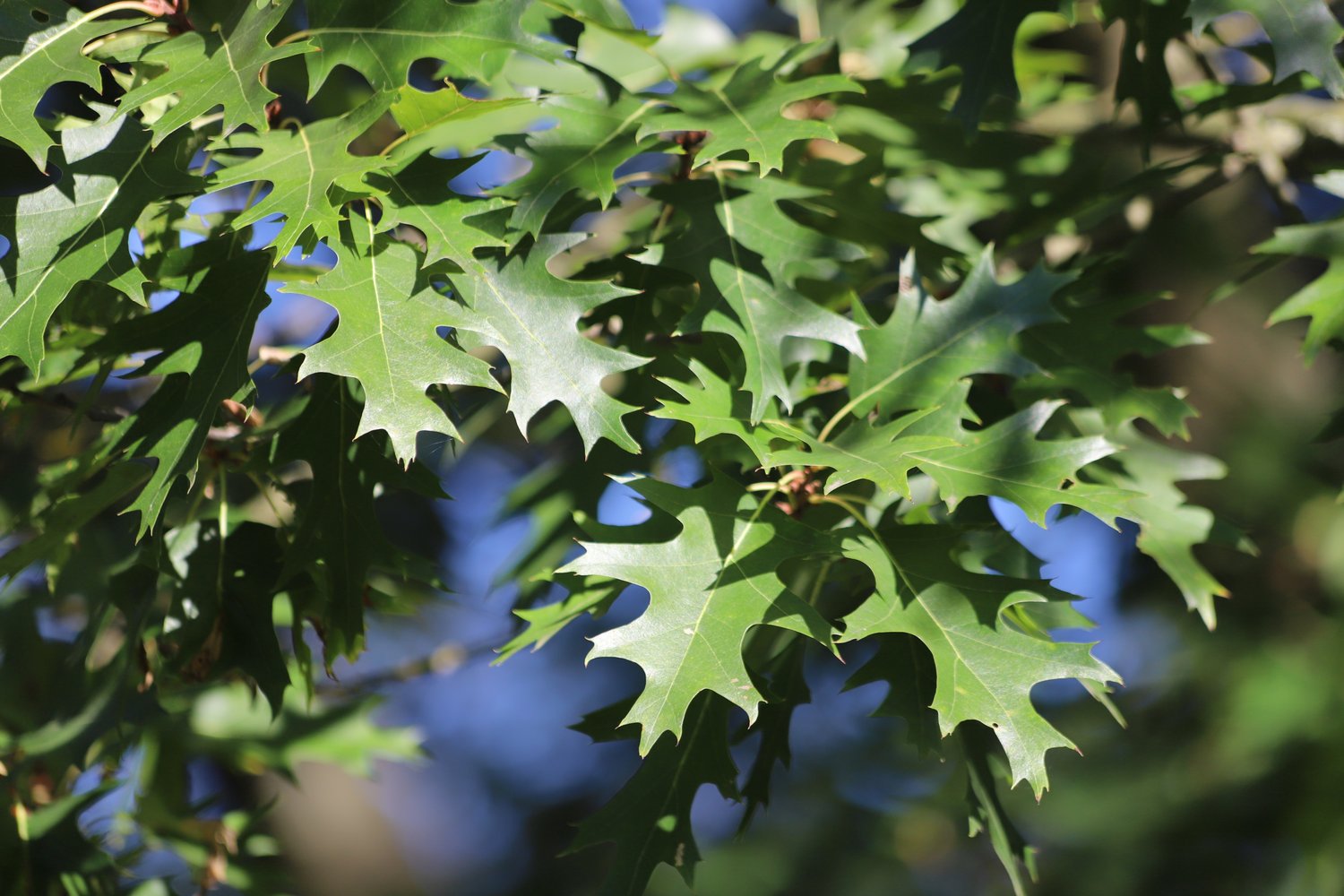 Quercus rubra E, Utr 150-200 Co