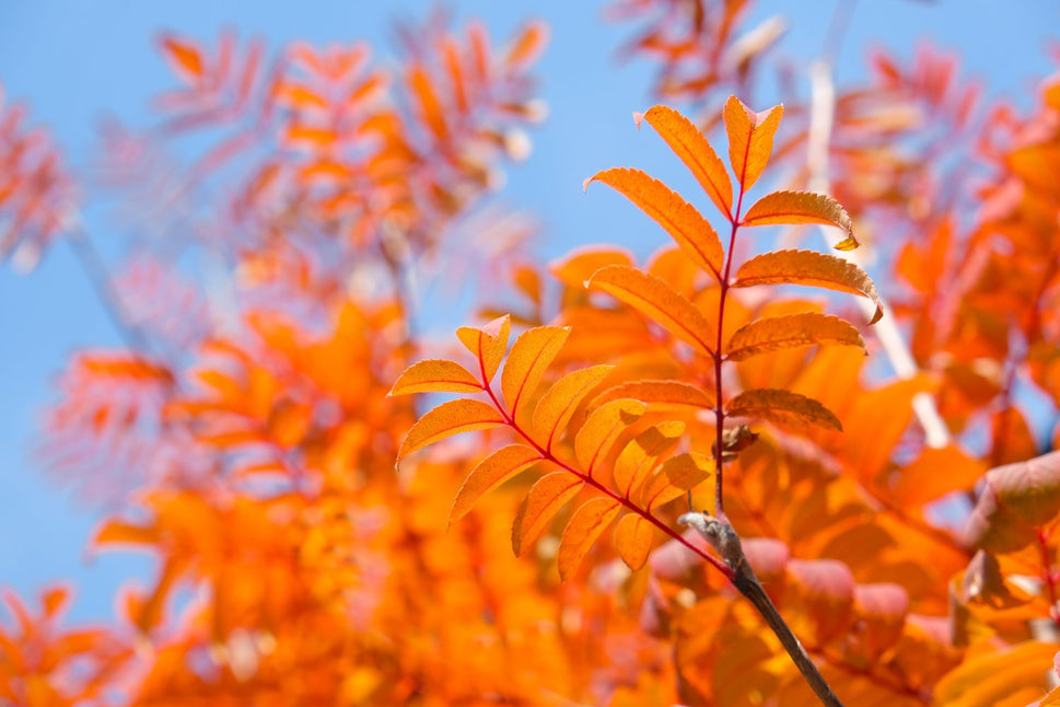 Sorbus aucuparia Fk Västeråker E, Utr 150-200 Co