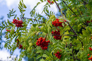 Sorbus aucuparia Fk Västeråker E, Utr 150-200 Co