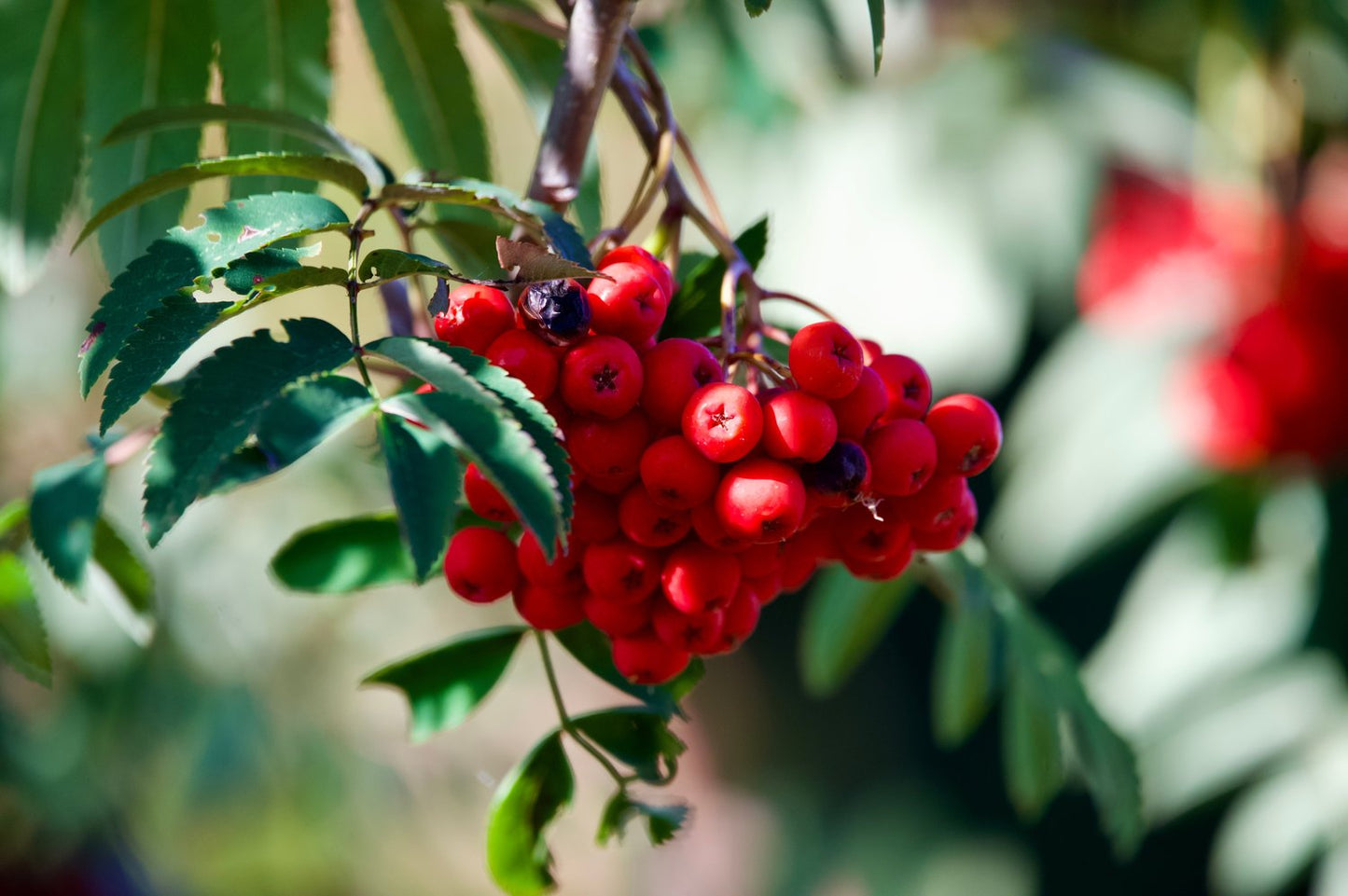 Sorbus aucuparia Fk Västeråker E, Utr 150-200 Co