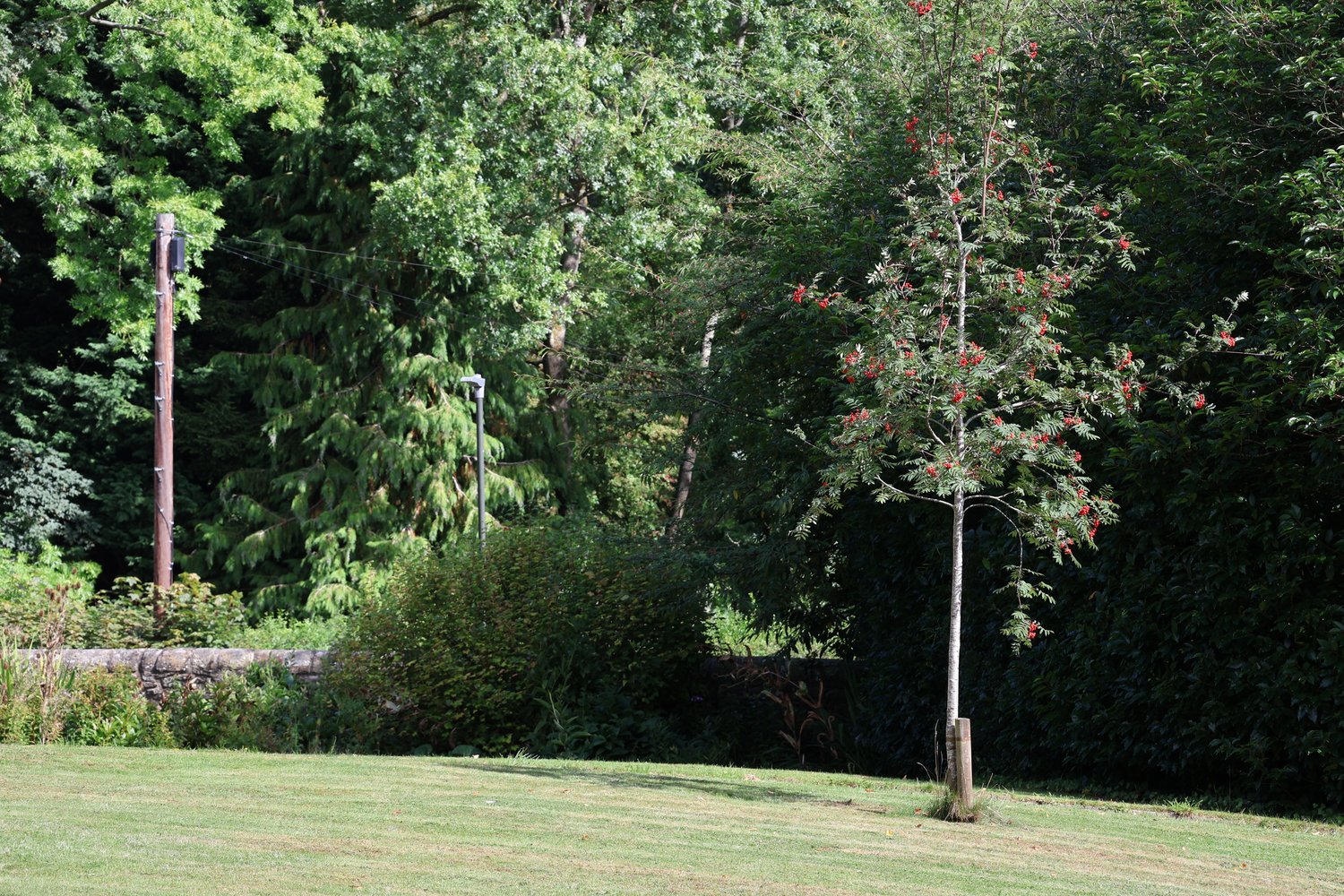 Sorbus aucuparia Fk Västeråker E, Utr 150-200 Co