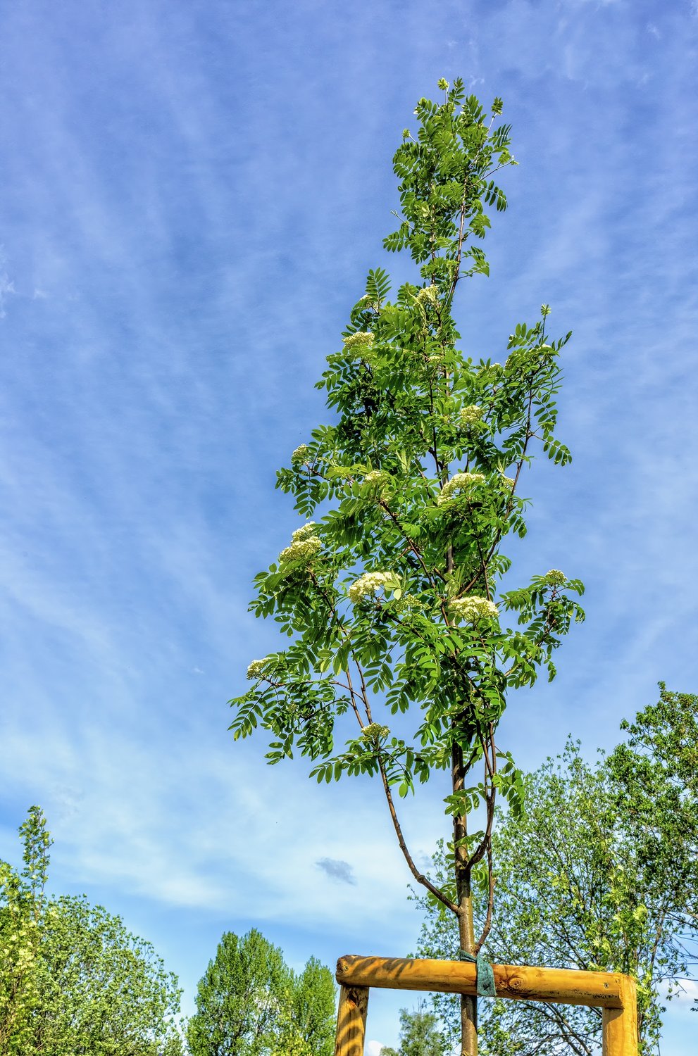 Sorbus aucuparia Fk Västeråker E, Utr 150-200 Co