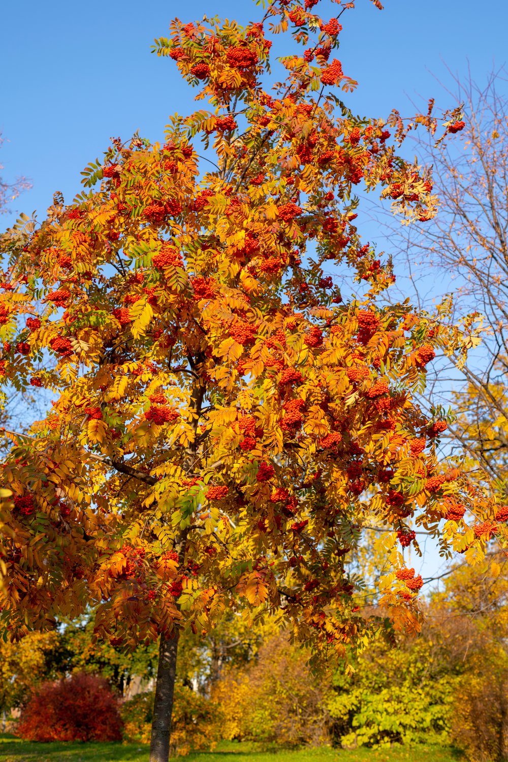 Sorbus aucuparia Fk Västeråker E, Utr 150-200 Co
