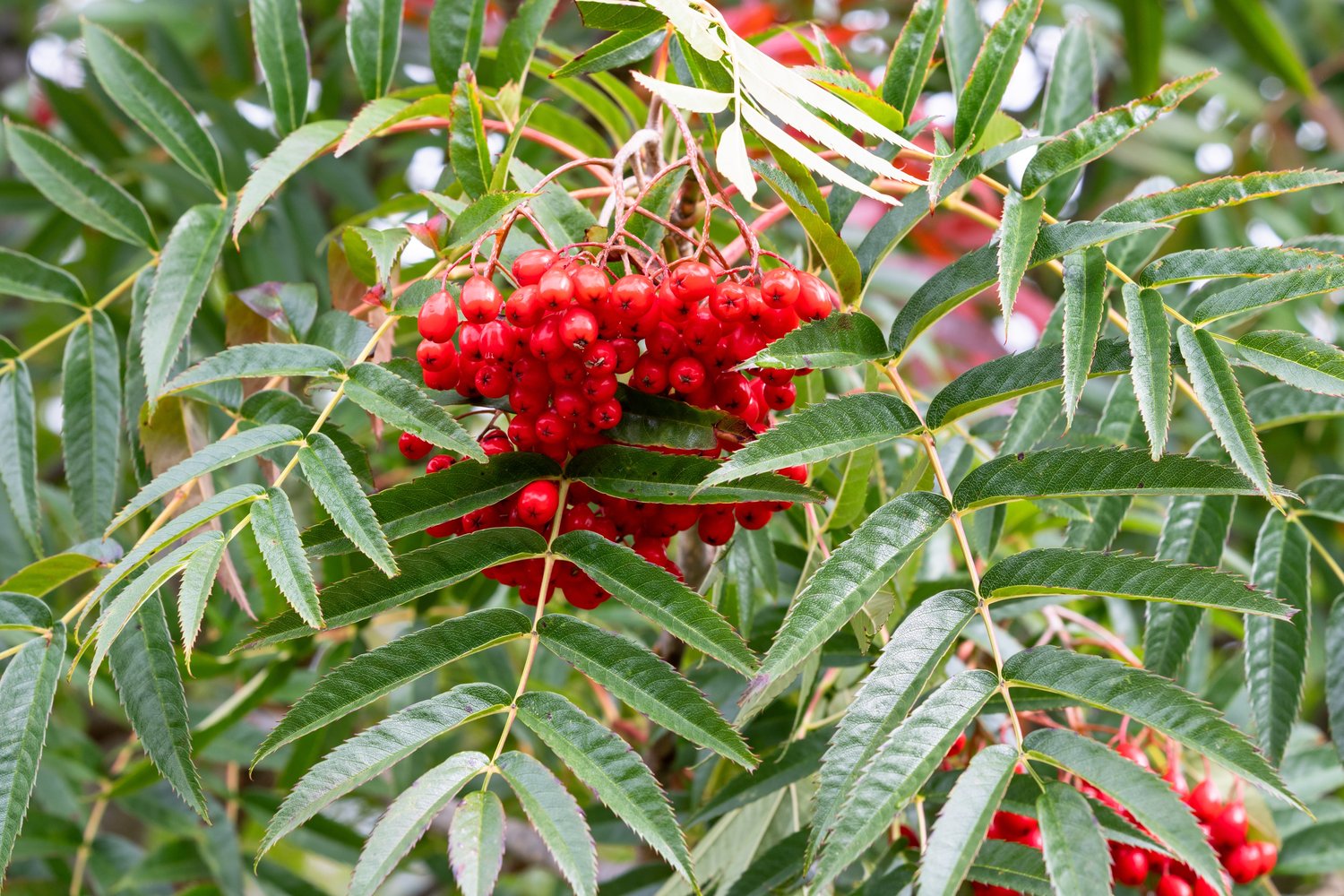 Sorbus ulleungensis 'Dodong' E, Utr 150-200 Co