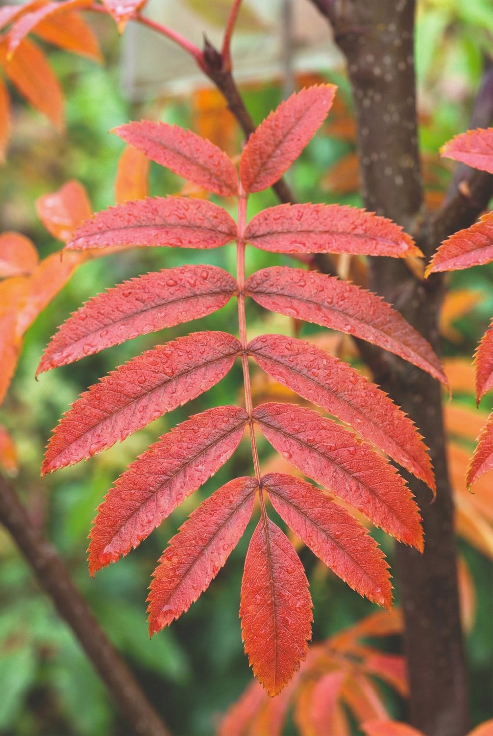 Sorbus ulleungensis 'Dodong' E, Utr 150-200 Co