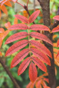 Sorbus ulleungensis 'Dodong' E, Utr 150-200 Co