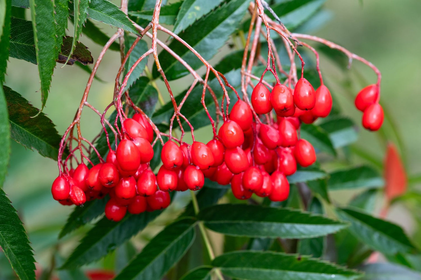 Sorbus ulleungensis 'Dodong' E, Utr 150-200 Co