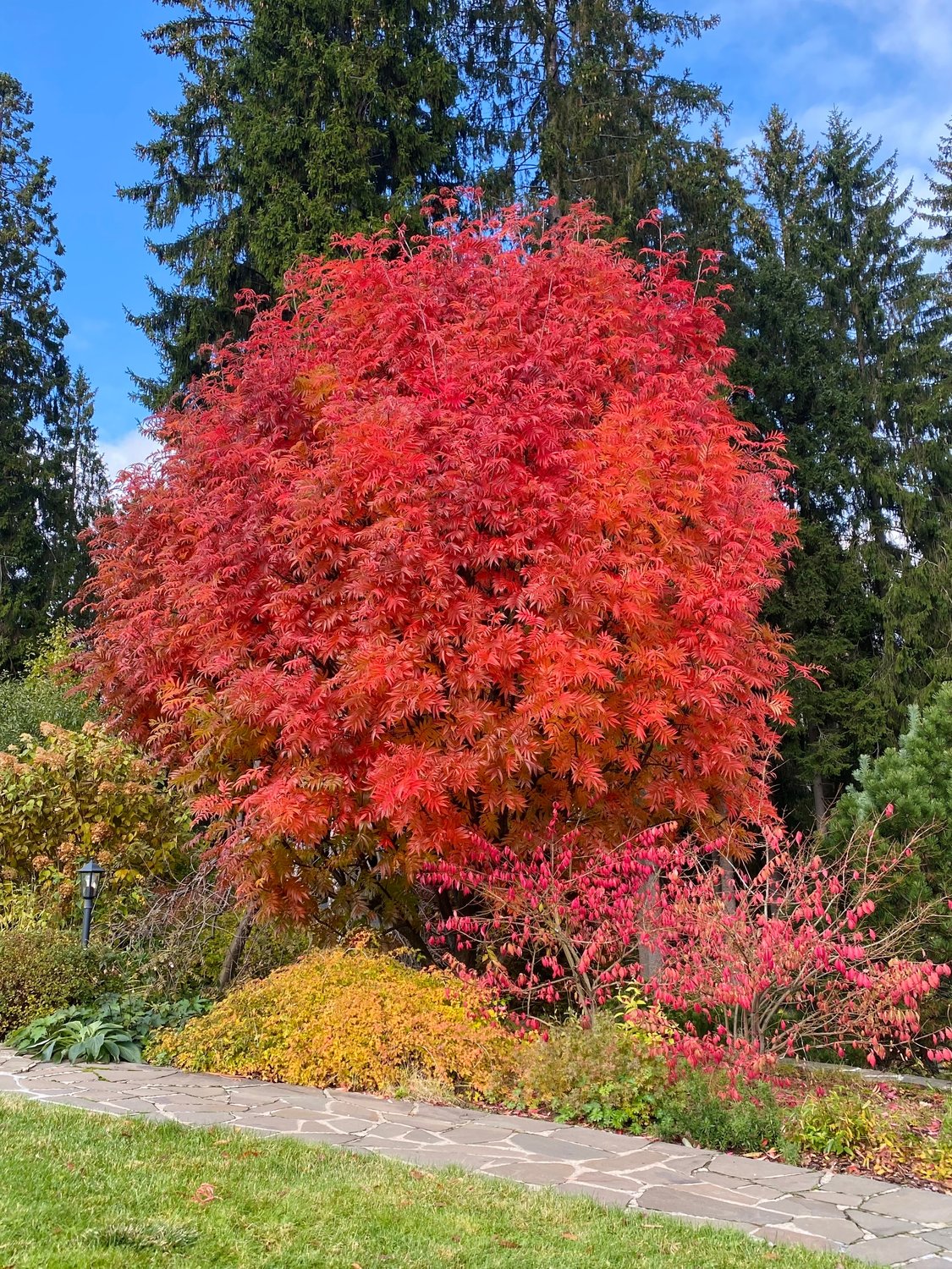Sorbus ulleungensis 'Dodong' E, Utr 150-200 Co