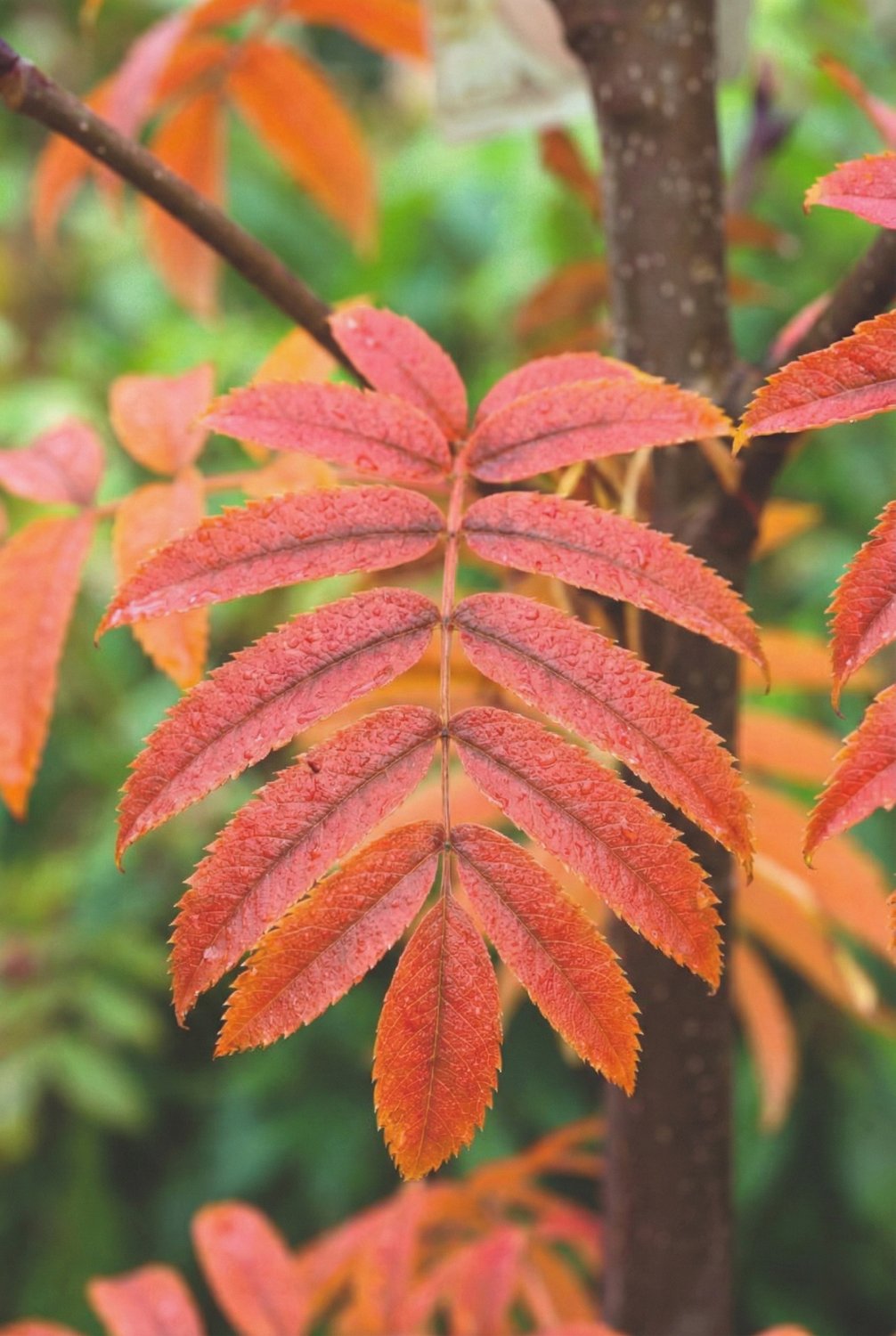 Sorbus ulleungensis 'Dodong' E, Utr 150-200 Co