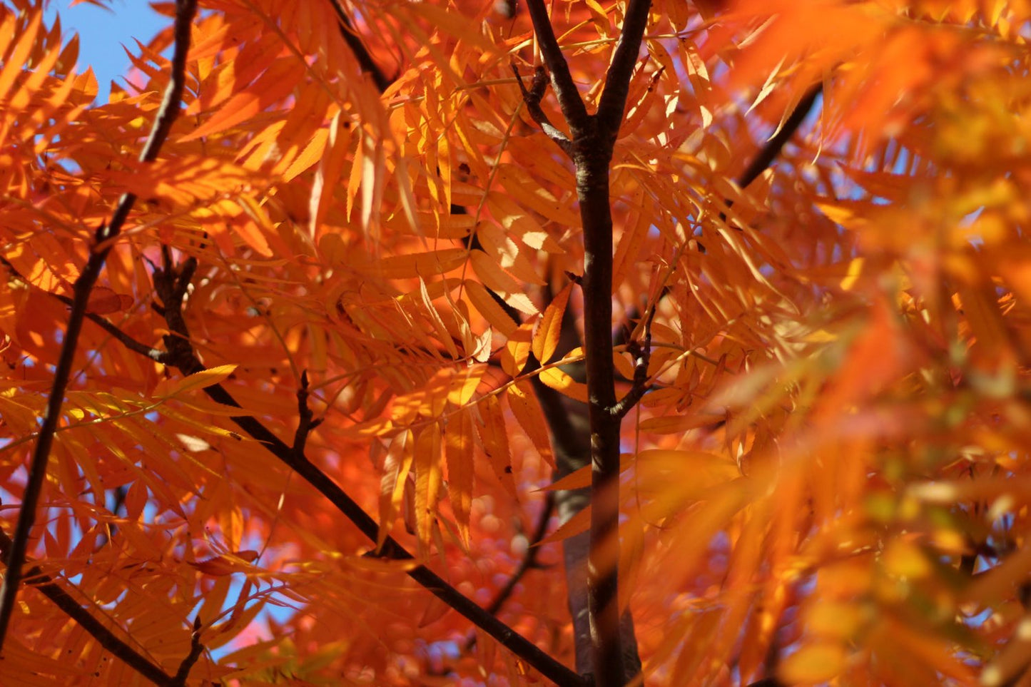 Sorbus ulleungensis 'Dodong' E, Utr 150-200 Co