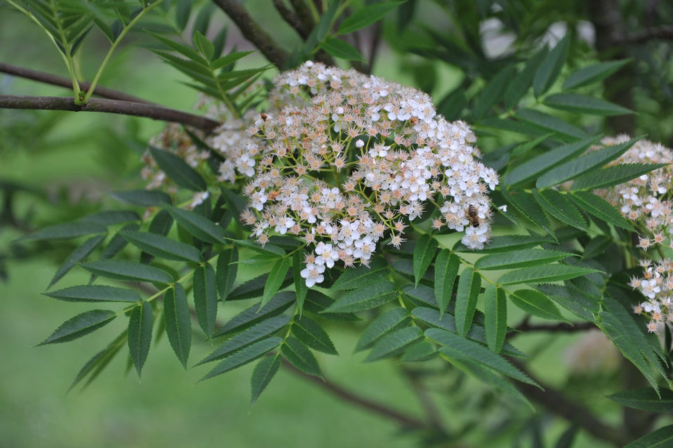 Sorbus ulleungensis LEGEND E ('Erik'*), Utr 150-200 Co