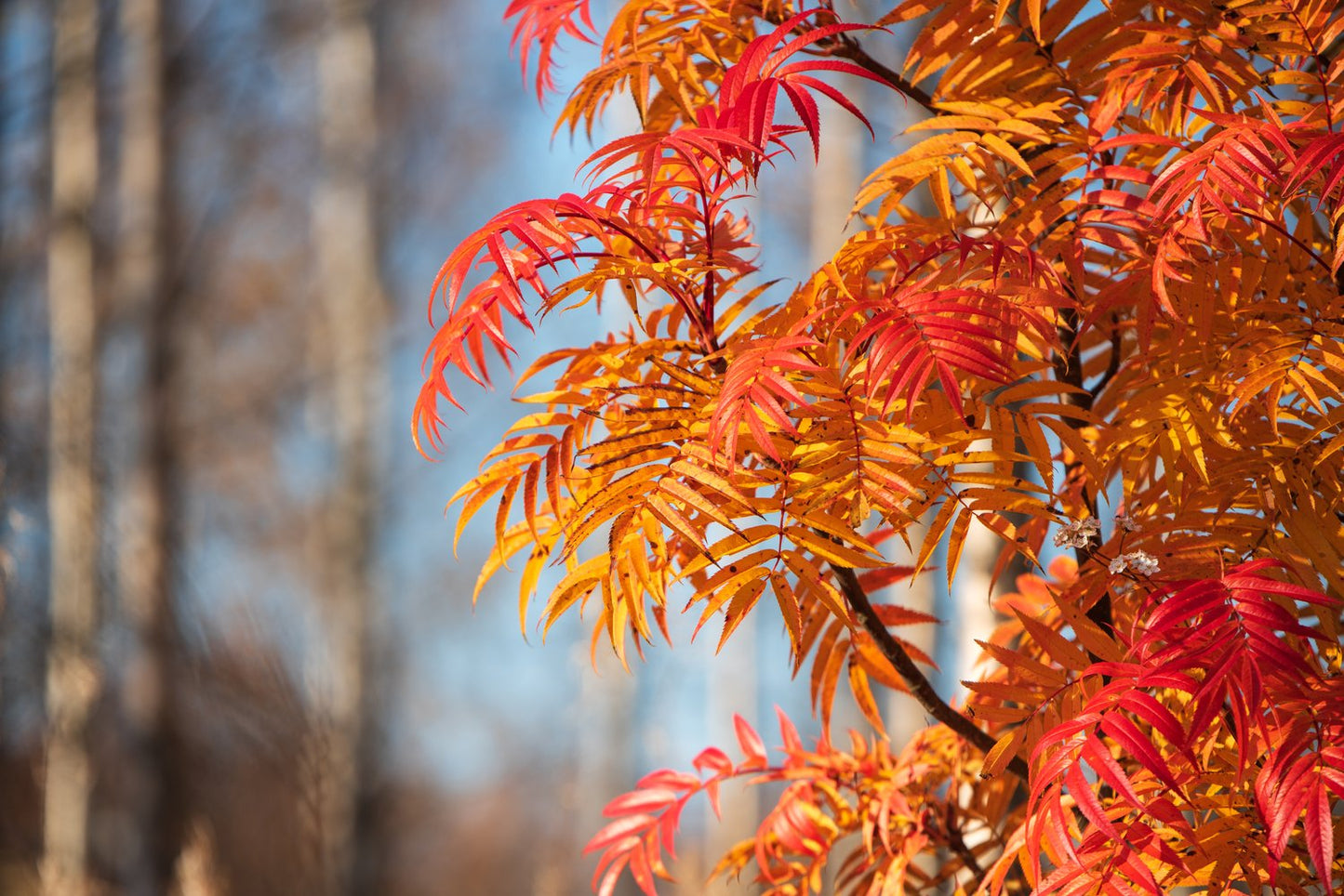 Sorbus ulleungensis LEGEND E ('Erik'*), Utr 150-200 Co