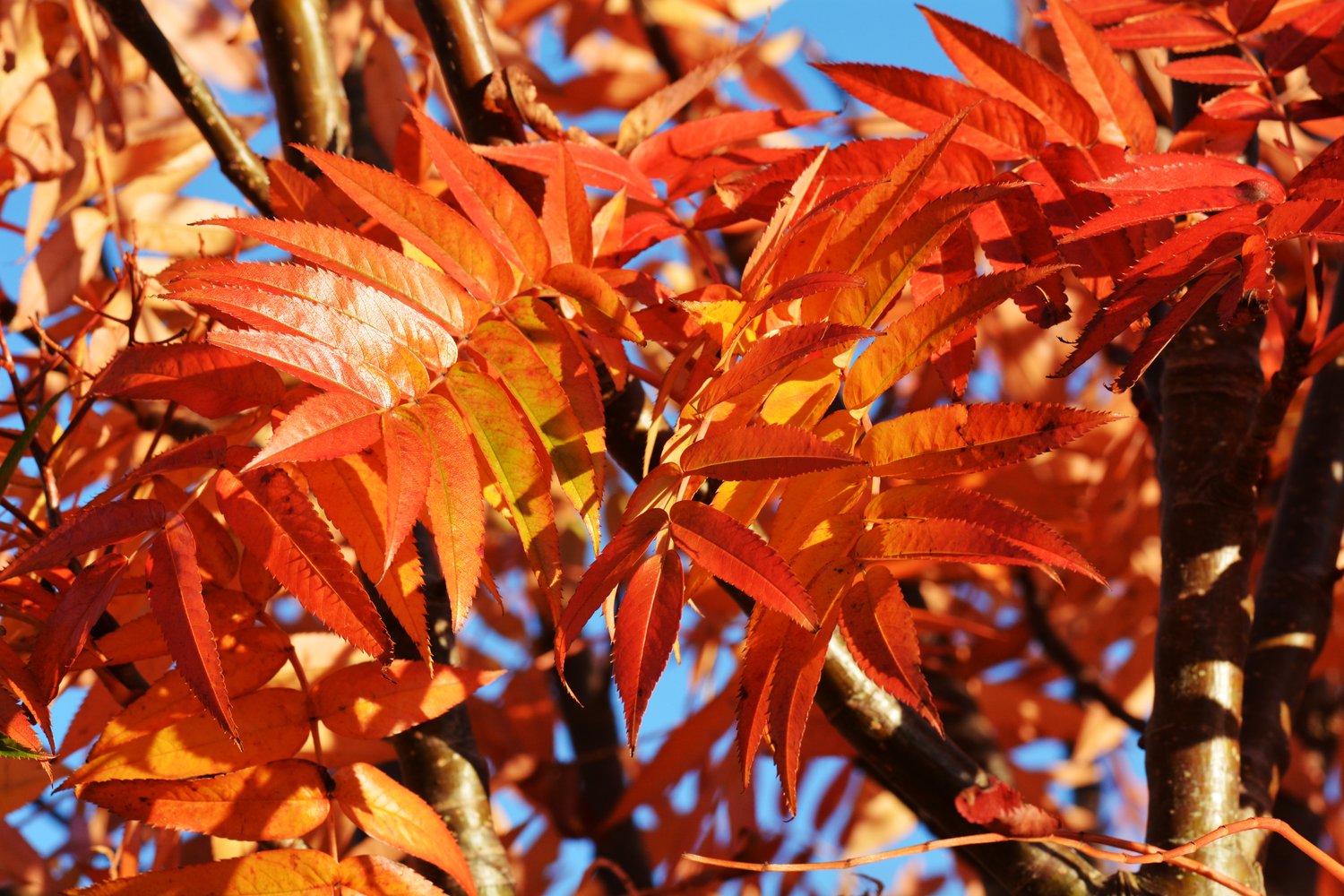 Sorbus ulleungensis LEGEND E ('Erik'*), Utr 150-200 Co