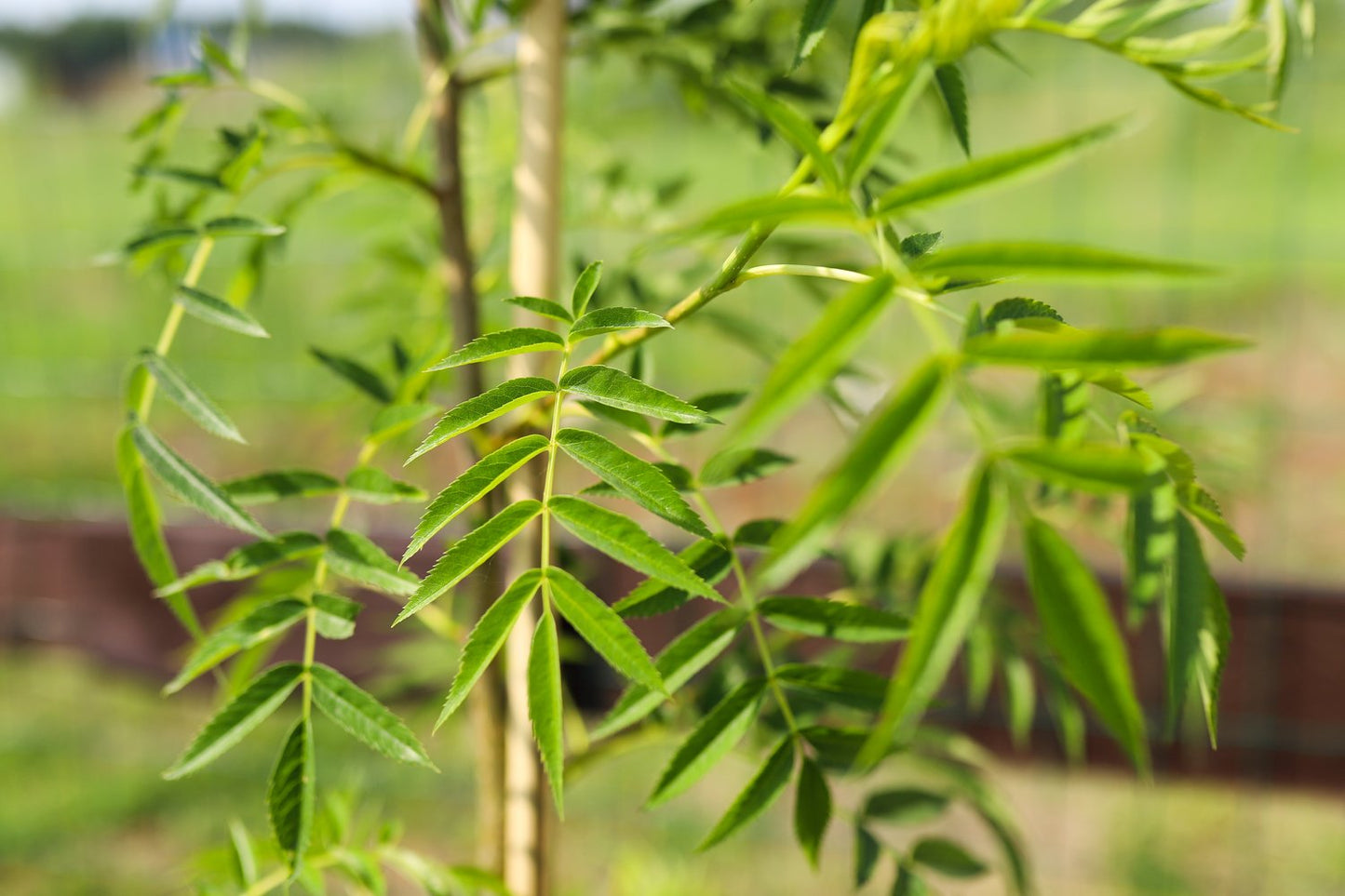 Sorbus ulleungensis LEGEND E ('Erik'*), Utr 150-200 Co