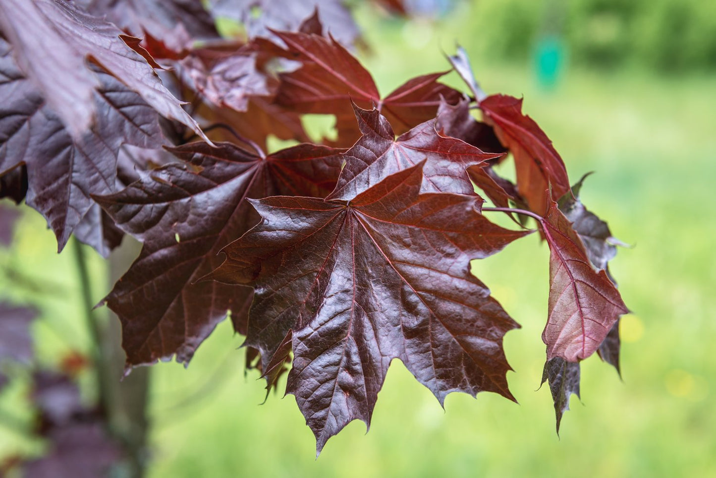 Acer platanoides 'Royal Red', Sh 80