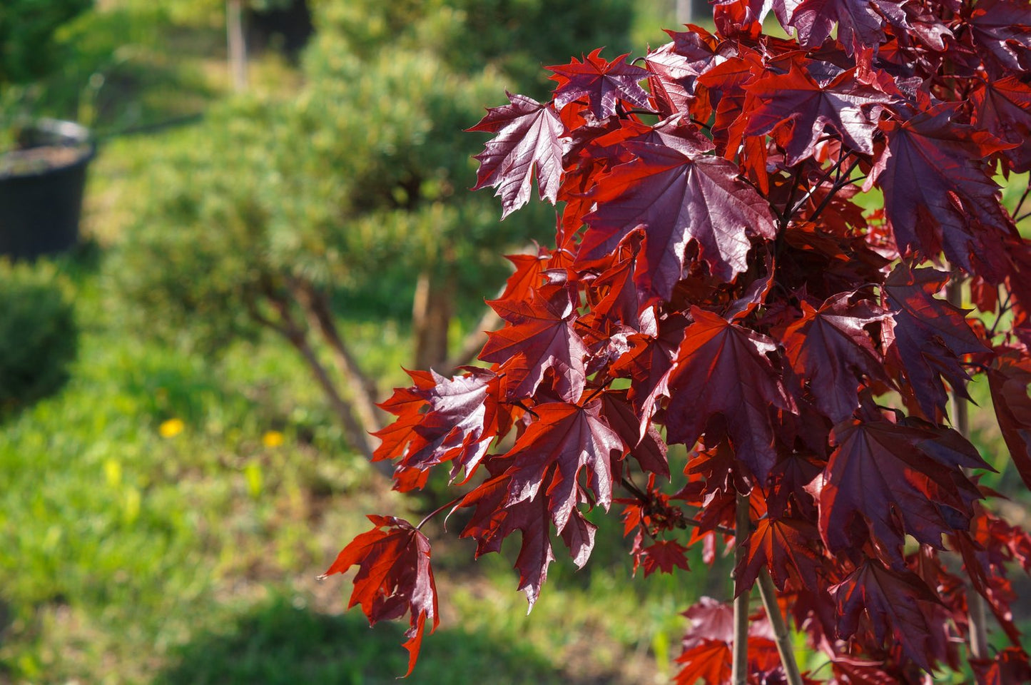 Acer platanoides 'Royal Red', Sh 80