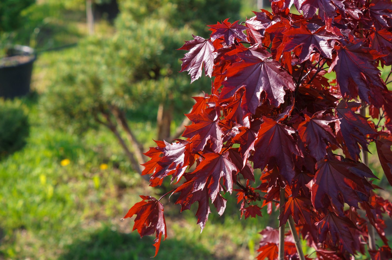 Acer platanoides 'Royal Red', Sh 80