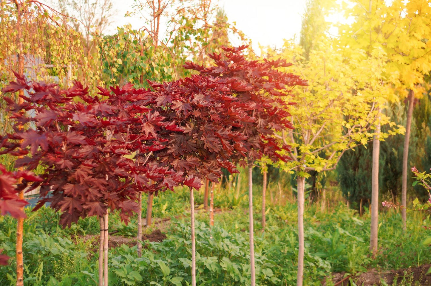 Acer platanoides 'Royal Red', Sh 80