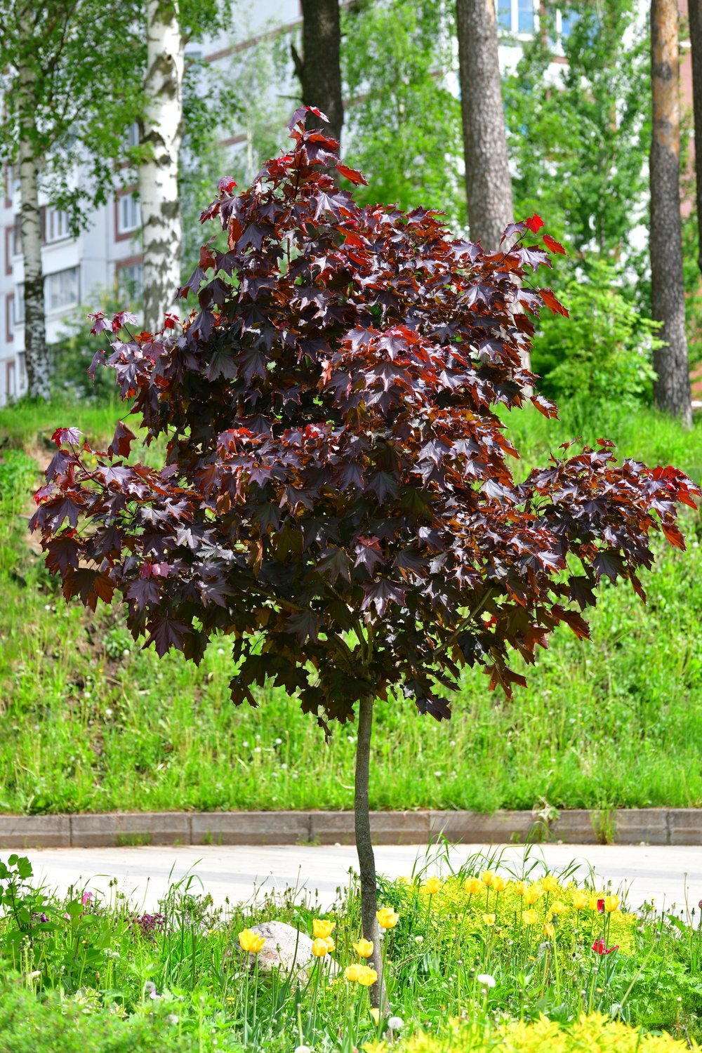 Acer platanoides 'Royal Red', Sh 80