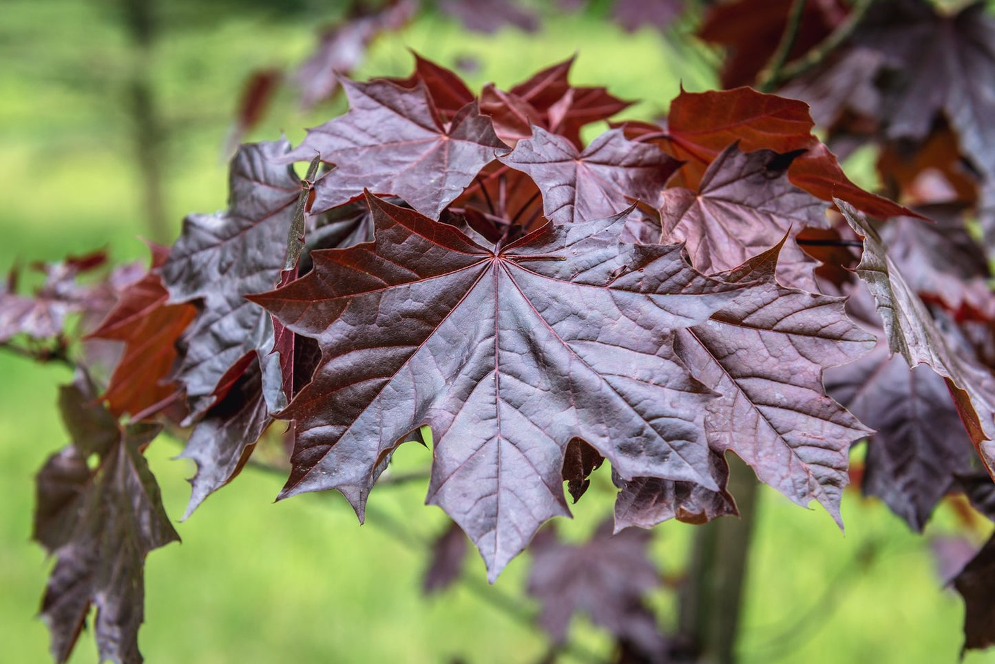Acer platanoides 'Royal Red', Sh 80