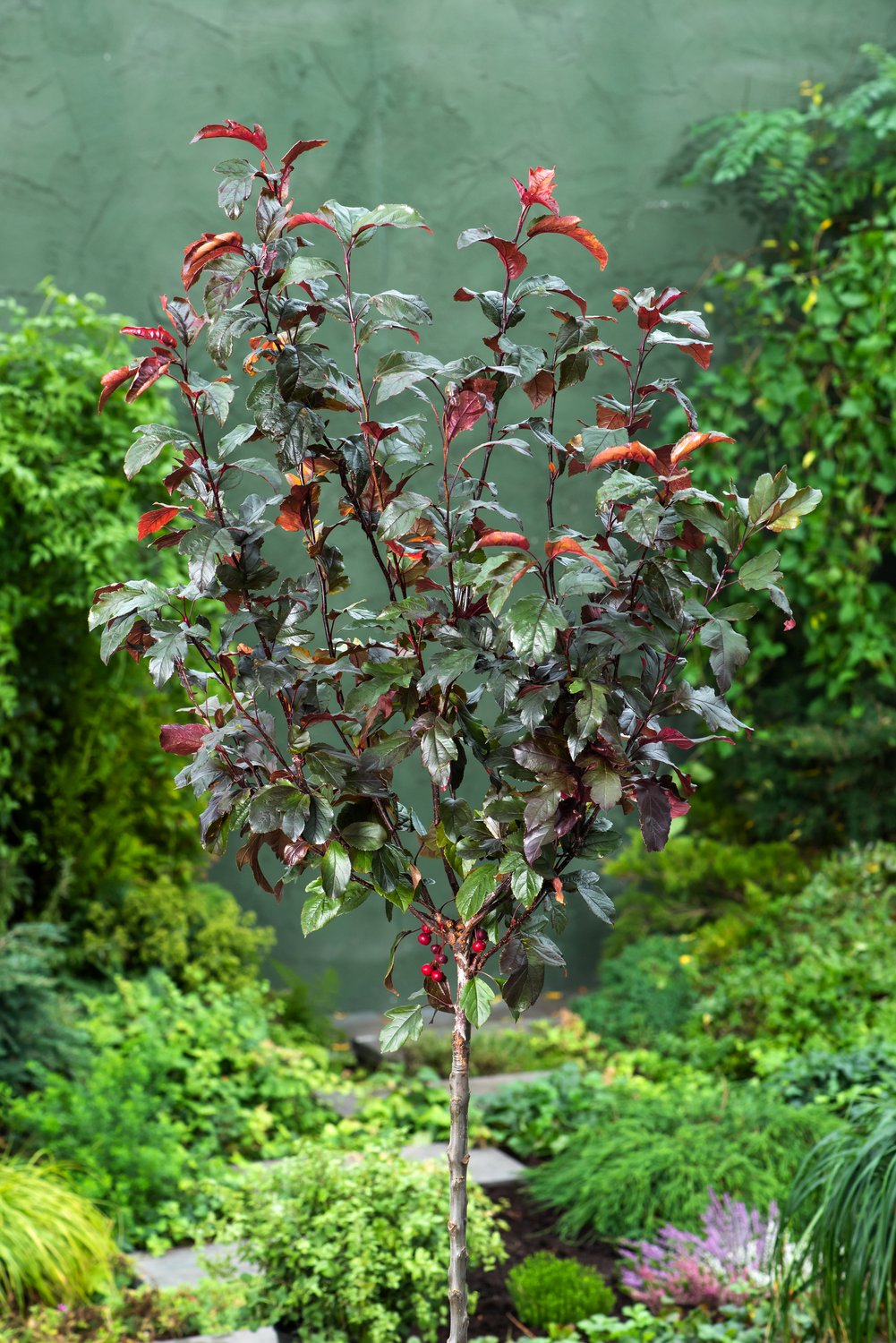 Malus toringo 'Scarlett', Sh 120