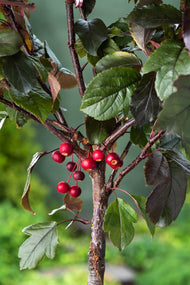 Malus toringo 'Scarlett', Sh 120