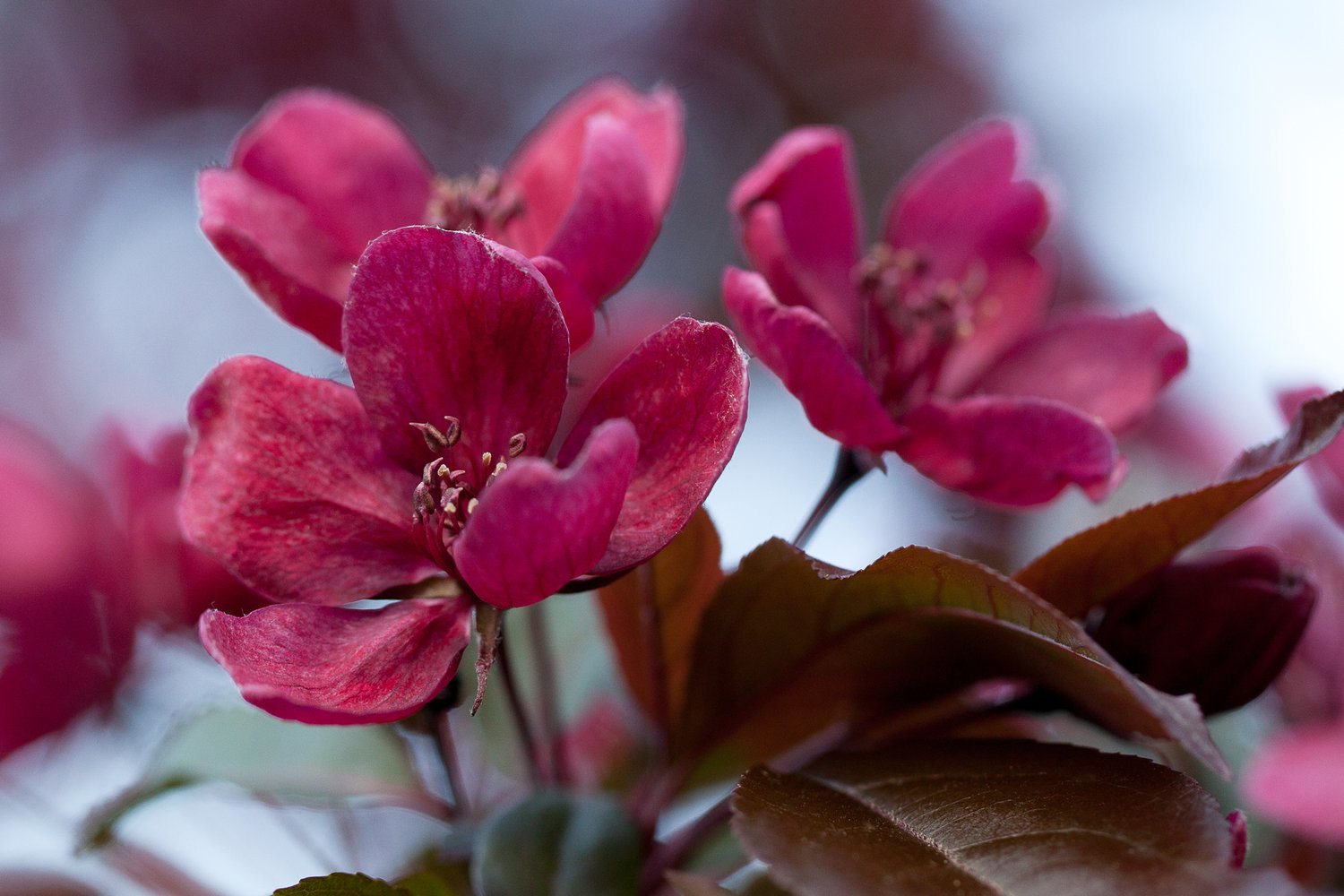 Malus toringo 'Scarlett', Sh 120