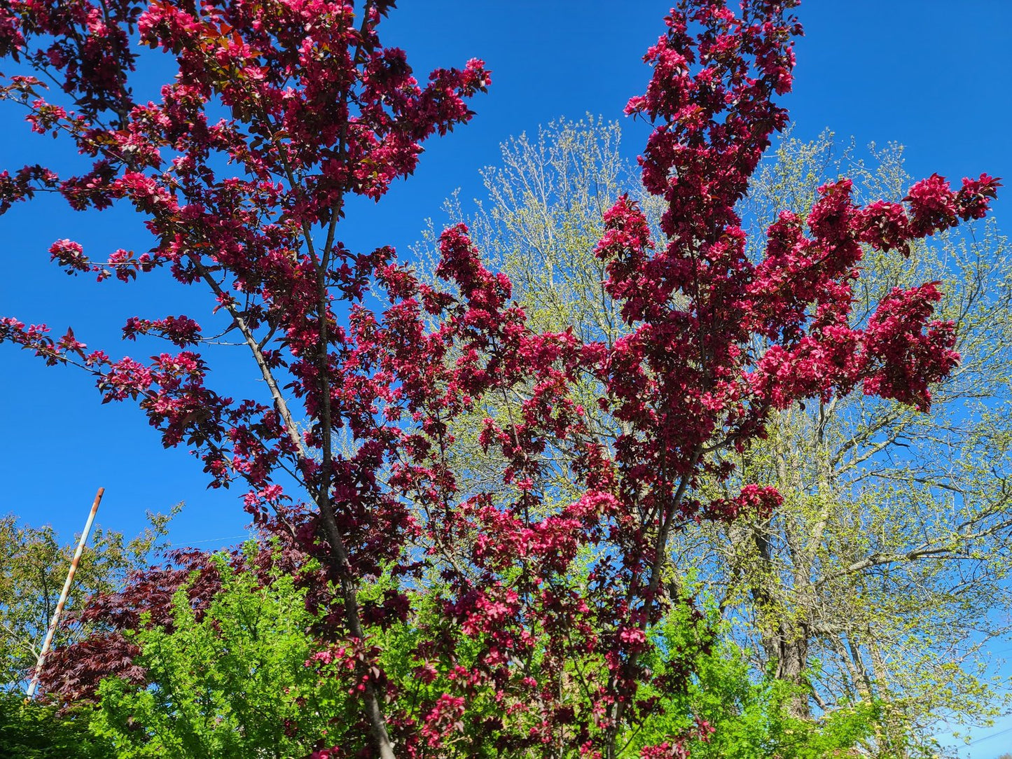 Malus toringo 'Scarlett', Sh 120