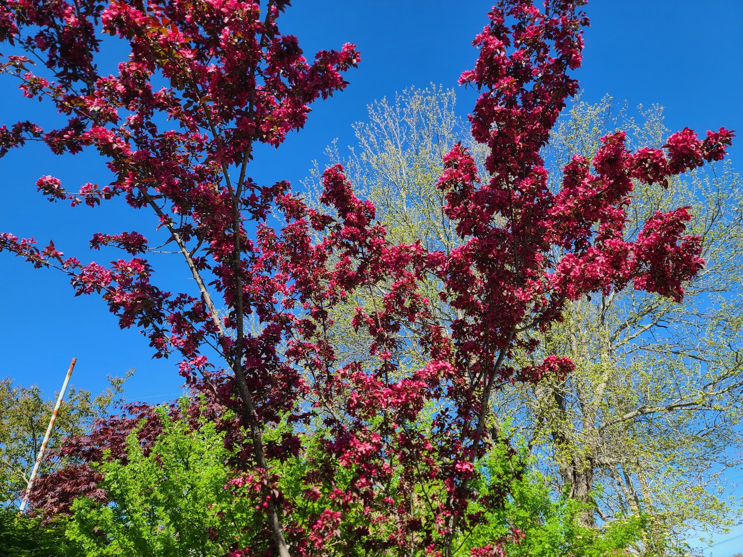 Malus toringo 'Scarlett', Sh 120