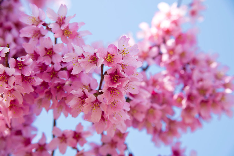 Prunus 'Okame', Sh 120