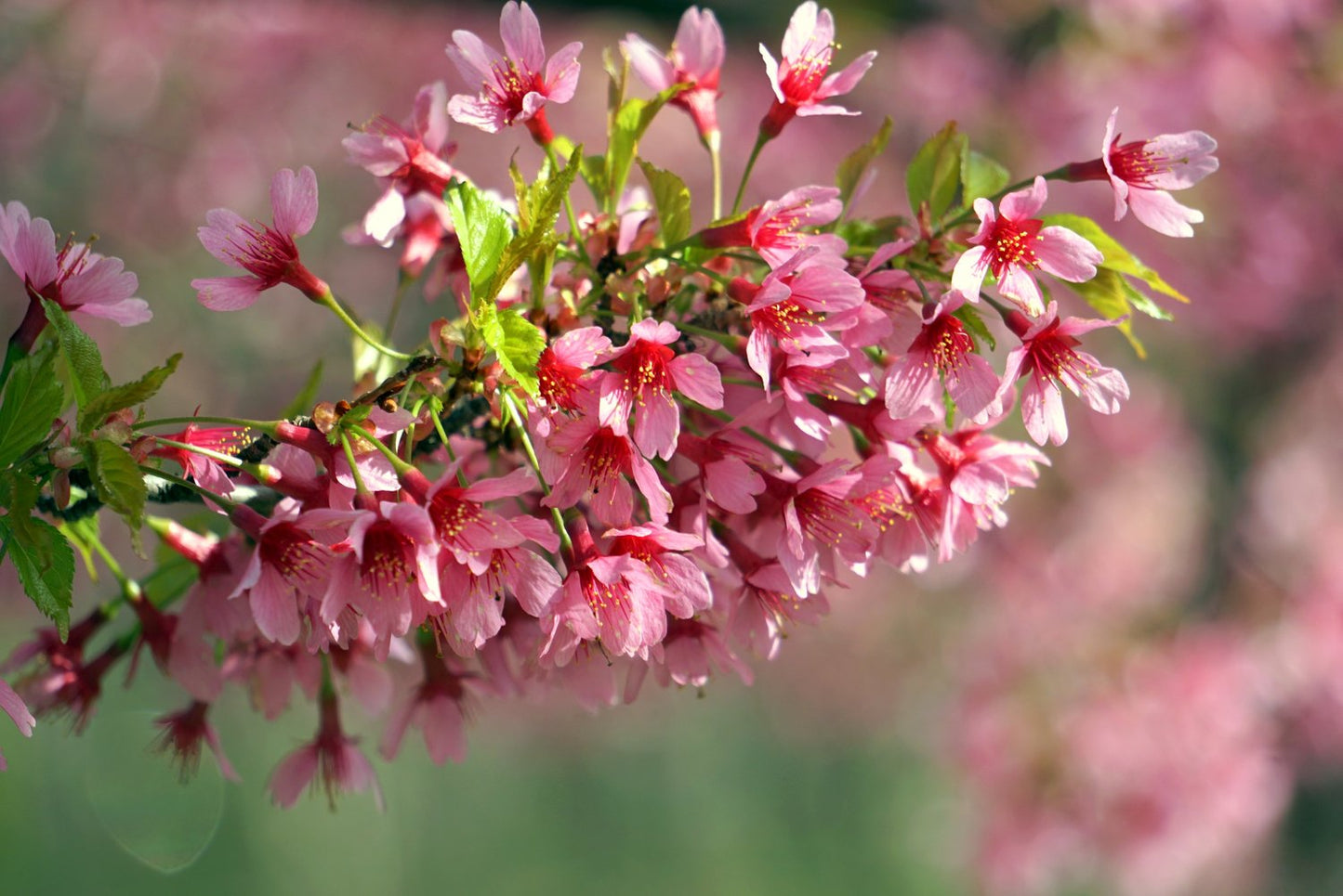 Prunus 'Okame', Sh 120