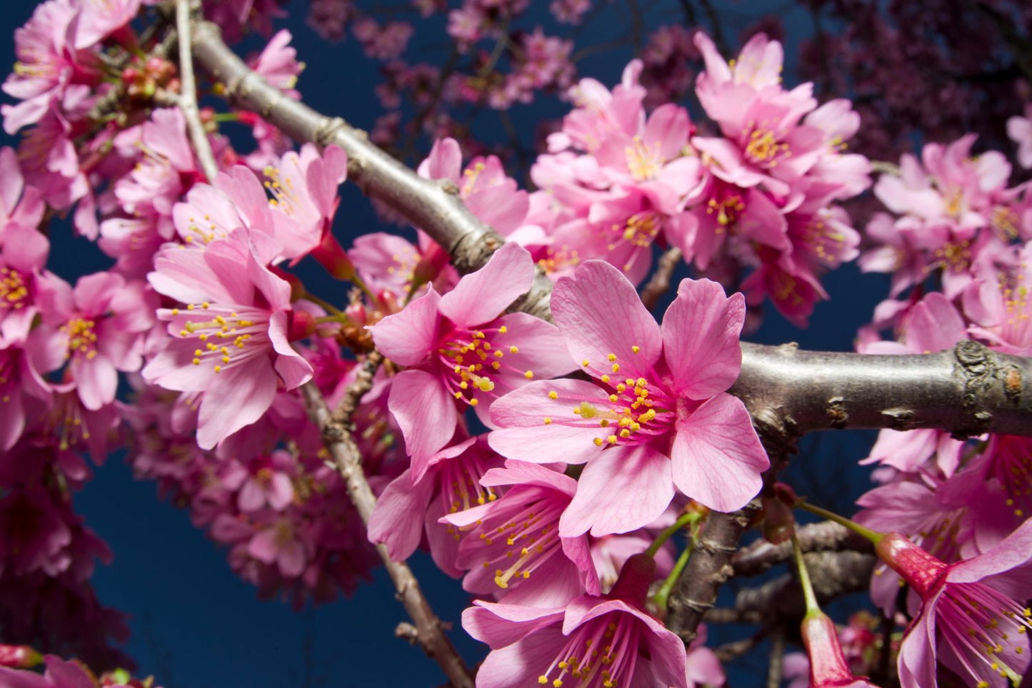 Prunus 'Okame', Sh 120