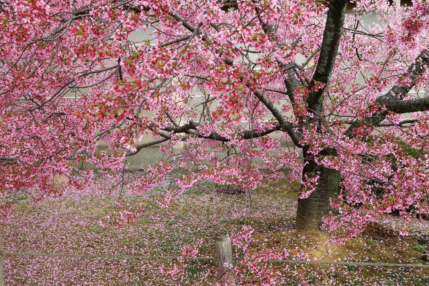 Prunus 'Okame', Sh 120