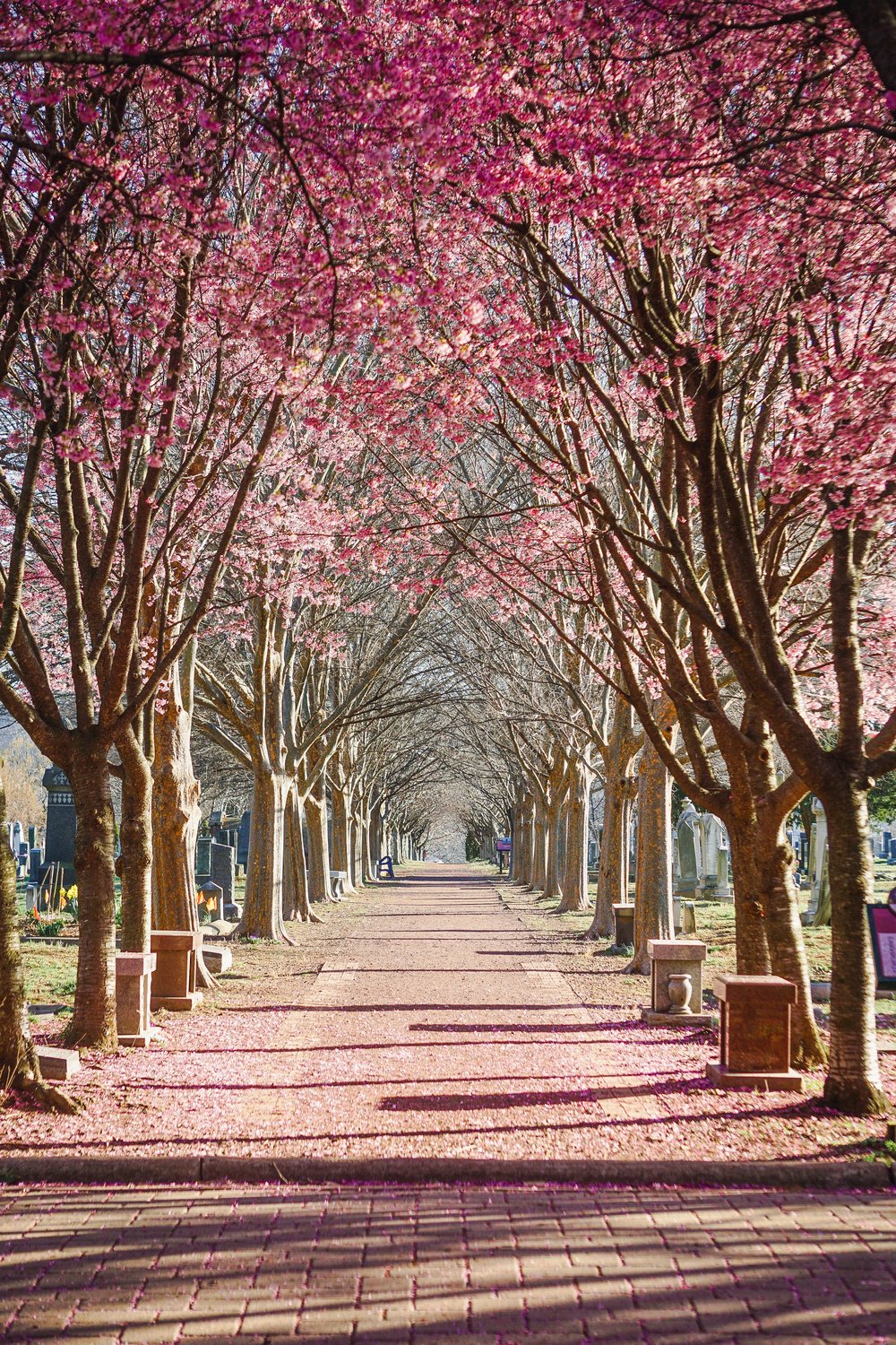 Prunus 'Okame', Sh 120