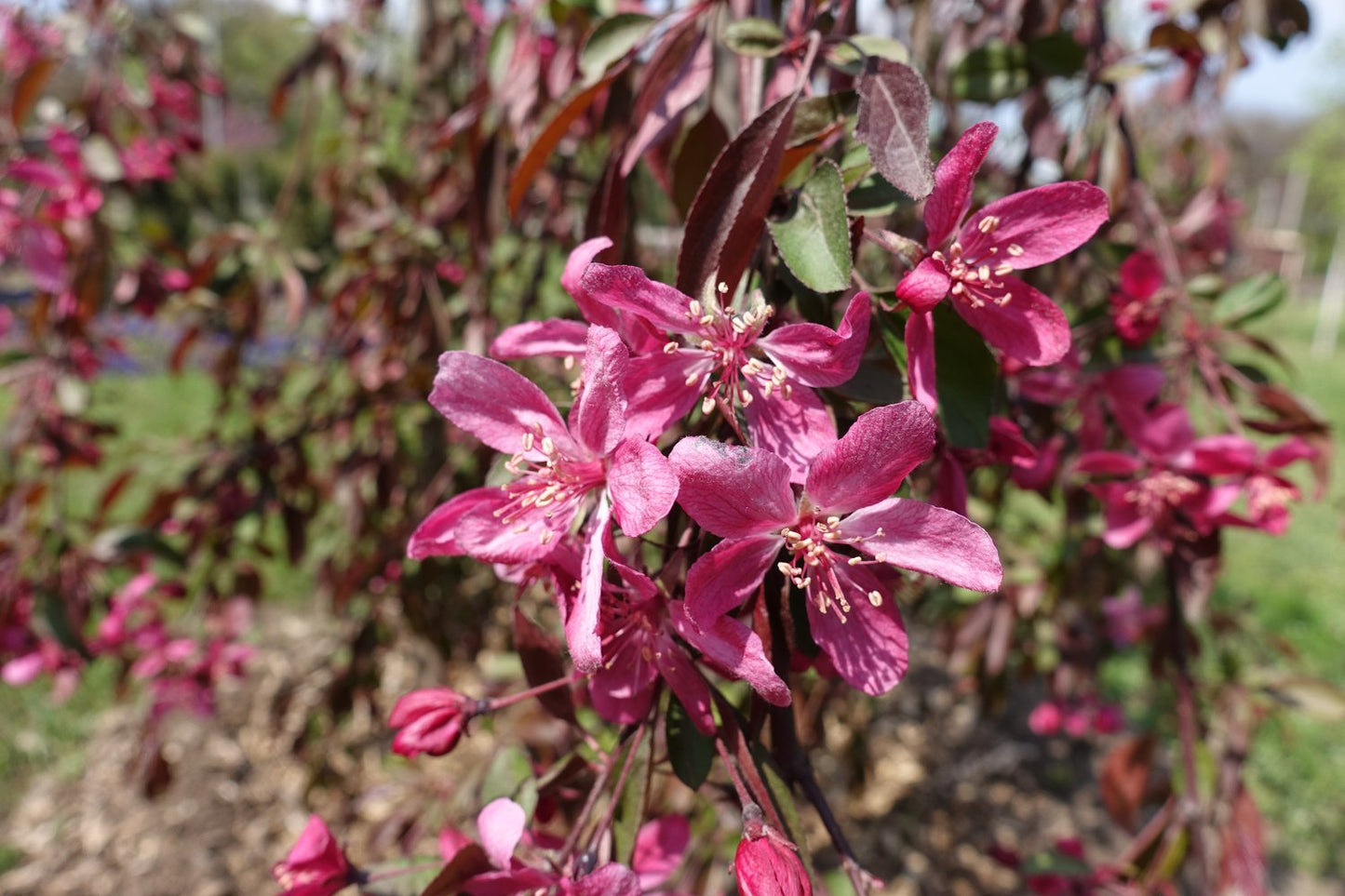 Malus 'Royal Beauty', Sh 120