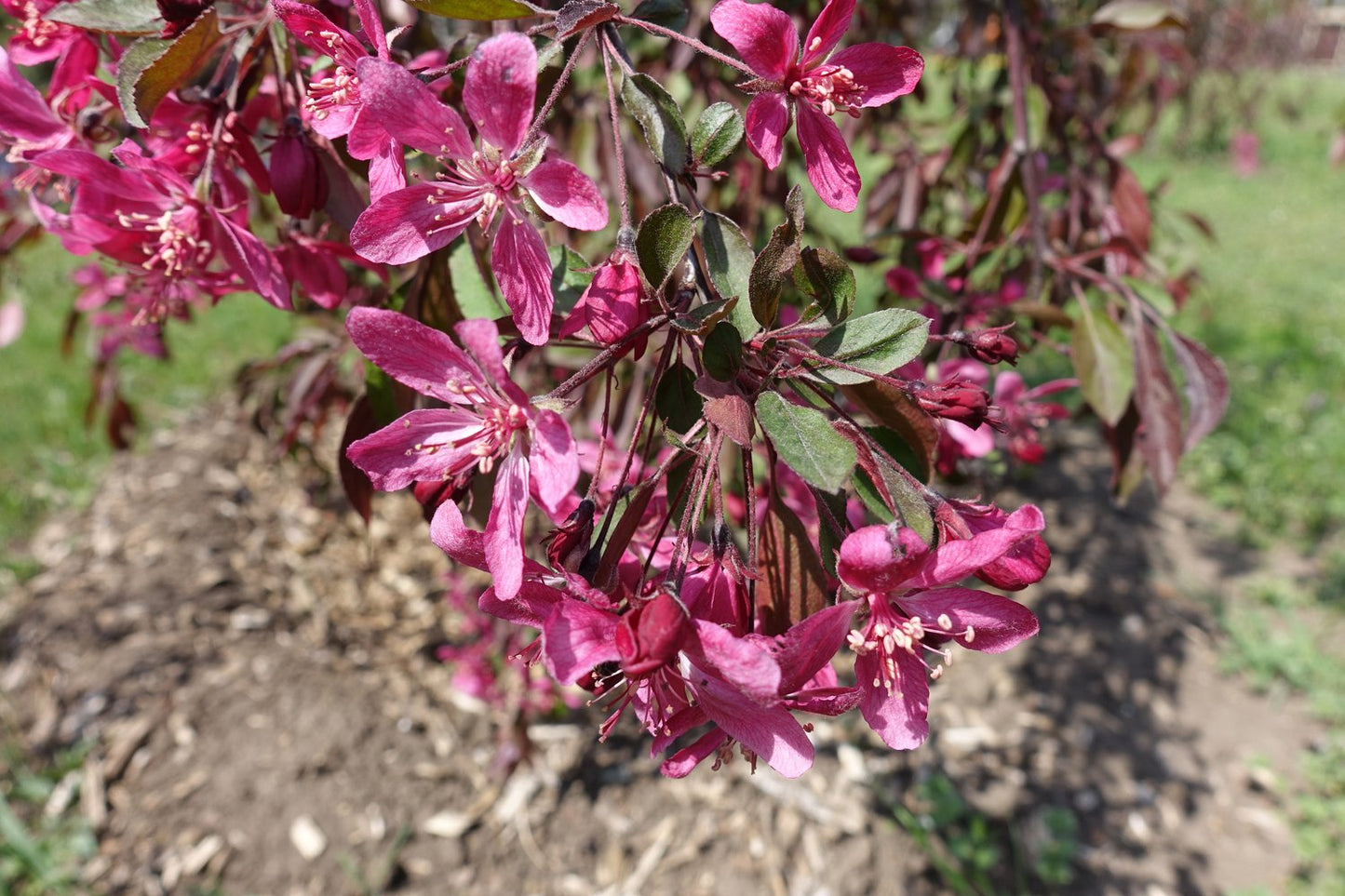 Malus 'Royal Beauty', Sh 120