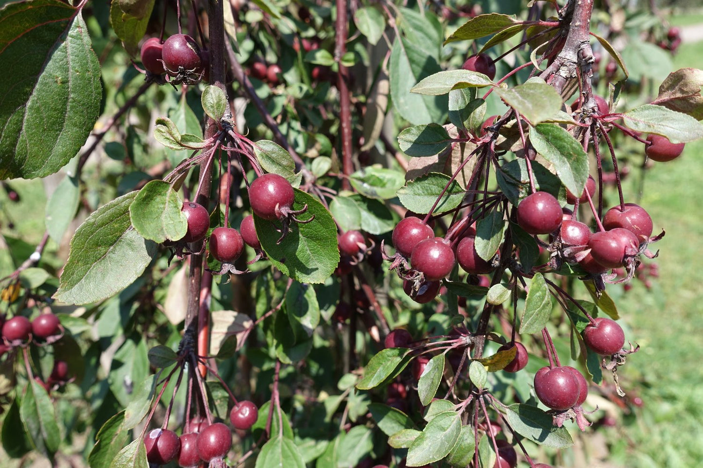 Malus 'Royal Beauty', Sh 120