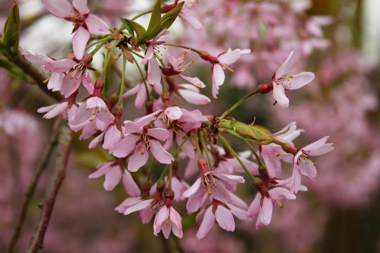 Prunus pendula 'Pendula Rubra', Sh 120