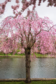 Prunus pendula 'Pendula Rubra', Sh 120