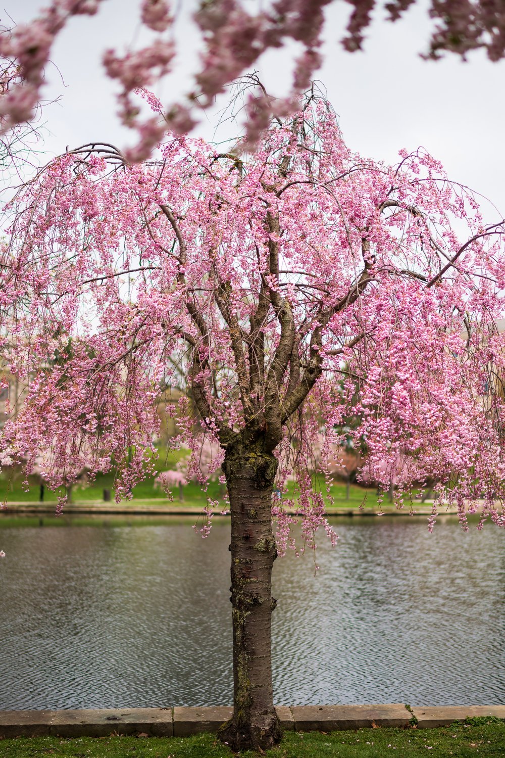 Prunus pendula 'Pendula Rubra', Sh 120
