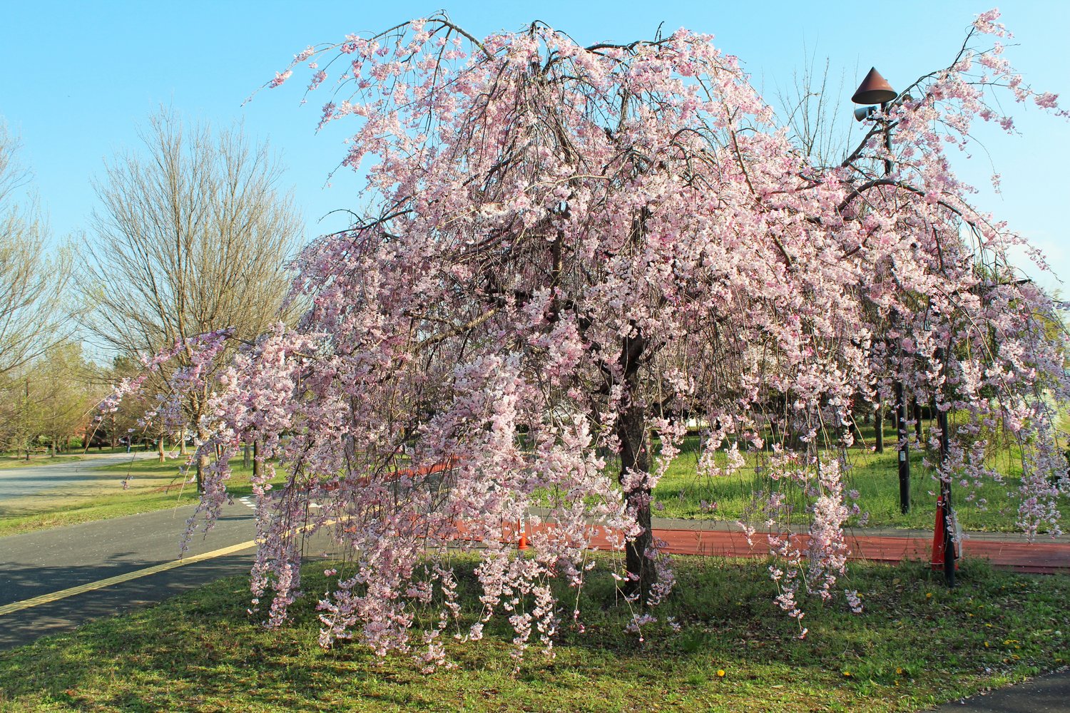 Prunus pendula 'Pendula Rubra', Sh 120