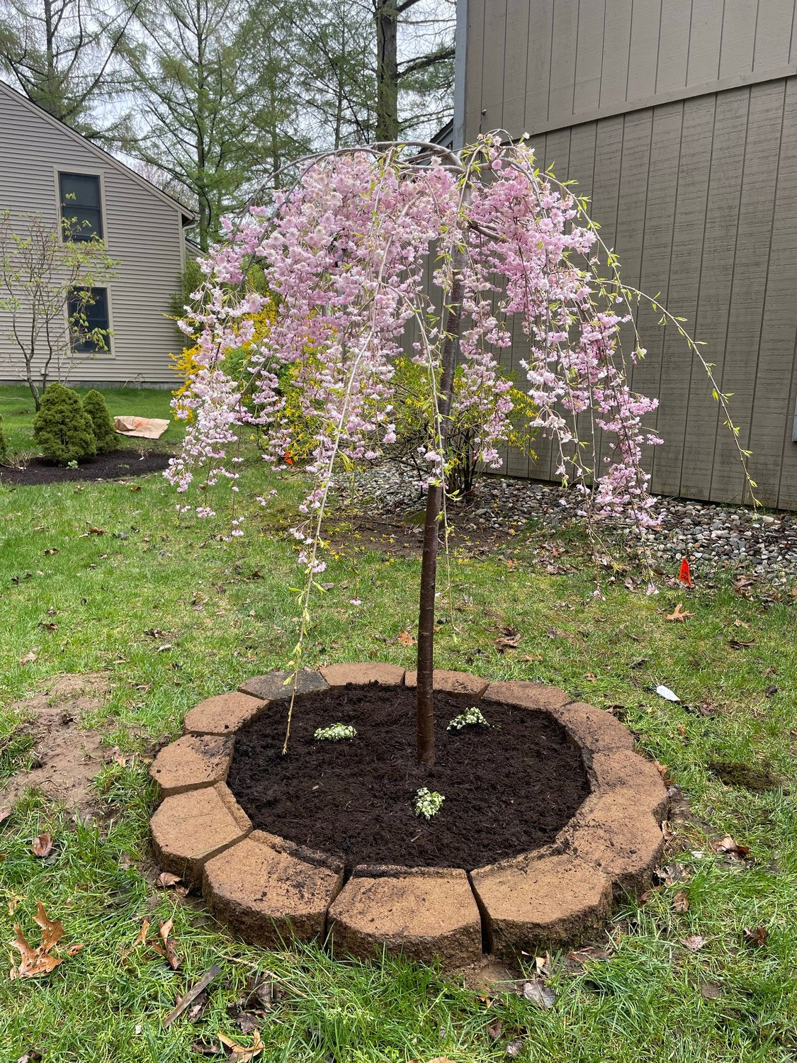 Prunus pendula 'Pendula Rubra', Sh 120