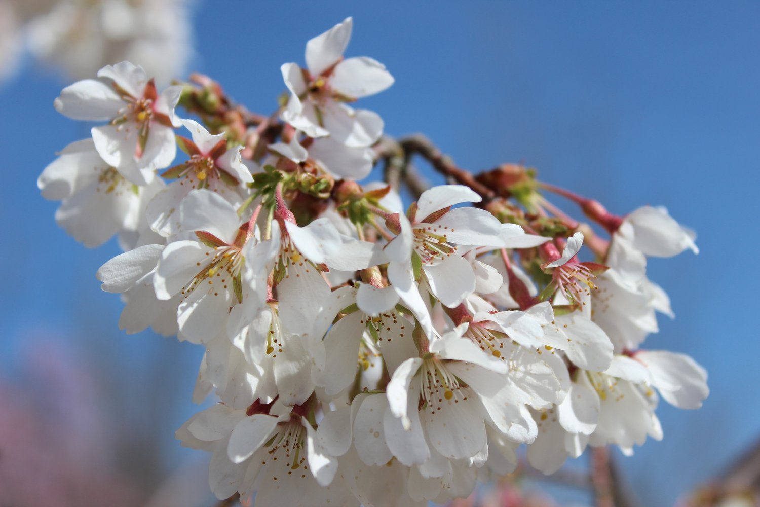 Prunus yedoensis 'Ivensii', Sh 120